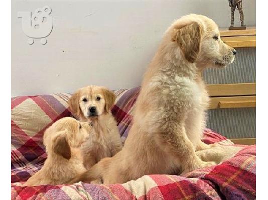 Πωλείται κουτάβι Golden Retriever